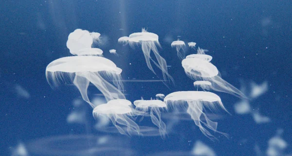 Jellyfish Project 2 — a second iteration of the interactive 3D jellyfish visualization